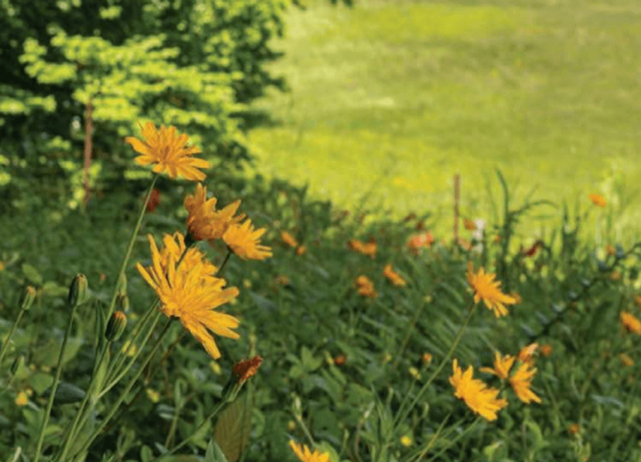 Power lines landscape